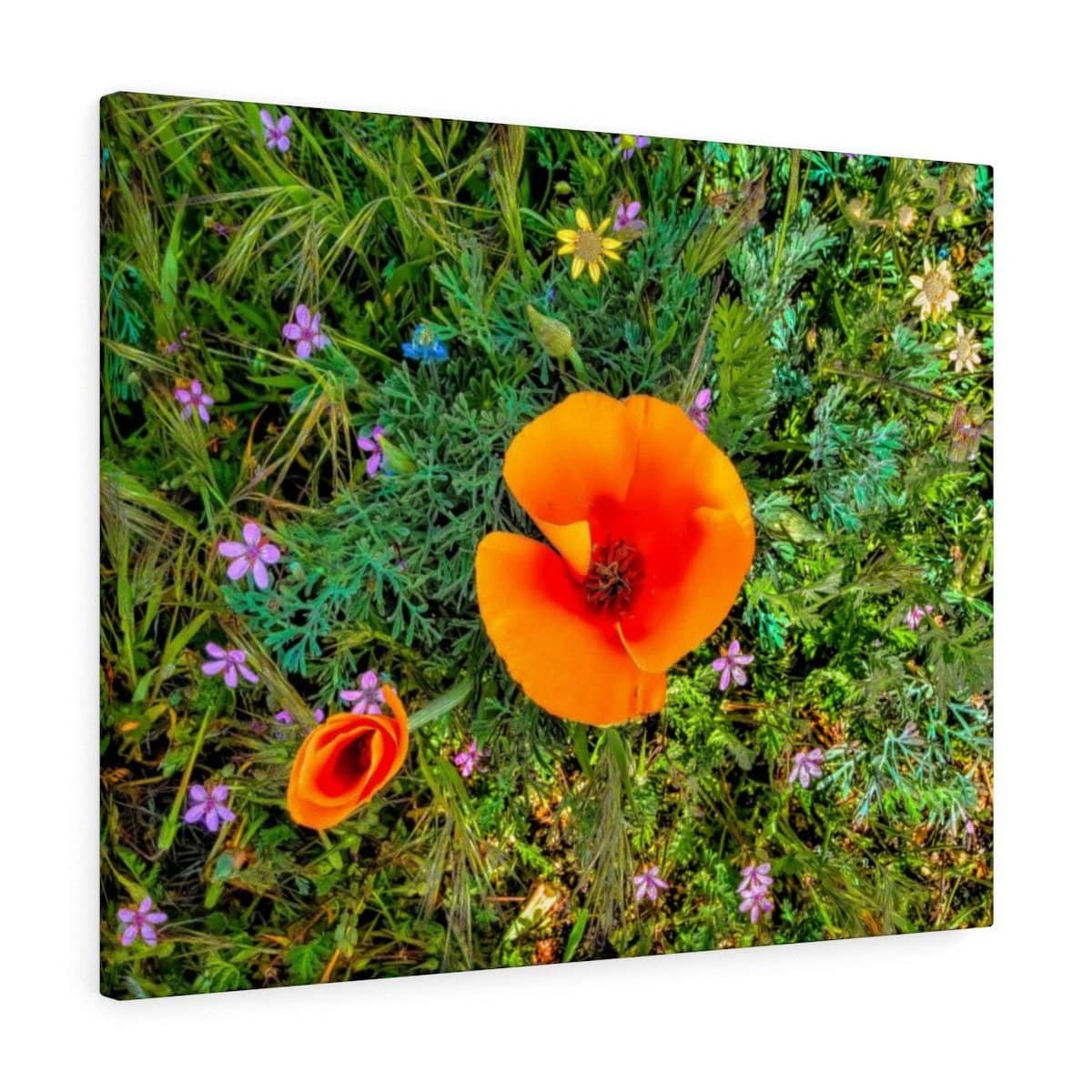 Canvas Gallery Wraps "Two Poppies" (3256910217316)