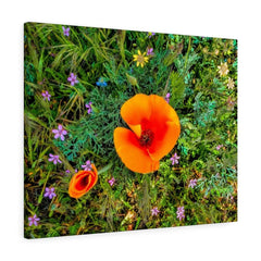 Canvas Gallery Wraps "Two Poppies" (3256910217316)