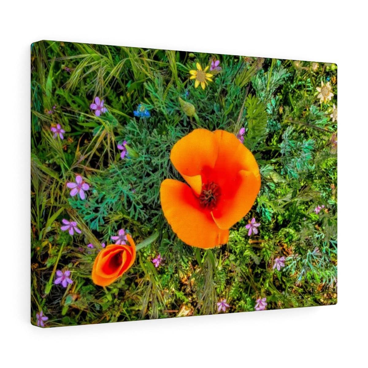 Canvas Gallery Wraps "Two Poppies" (3256910217316)