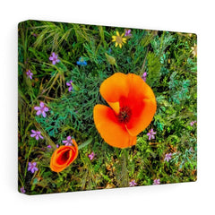 Canvas Gallery Wraps "Two Poppies" (3256910217316)
