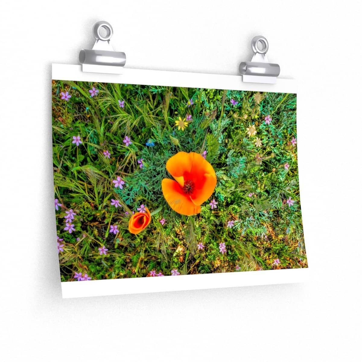 Premium Matte Poster Two Poppies Poster (3256736809060)
