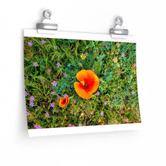 Premium Matte Poster Two Poppies Poster (3256736809060)
