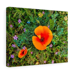 Canvas Gallery Wraps "Two Poppies" (3256910217316)