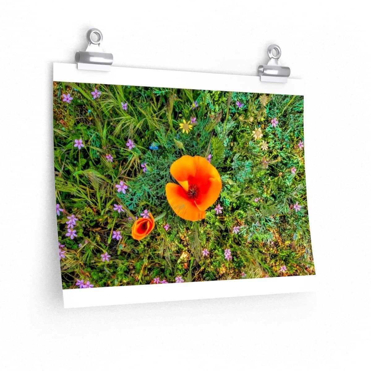 Premium Matte Poster Two Poppies Poster (3256736809060)
