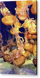 Sea Nettle Jellyfish