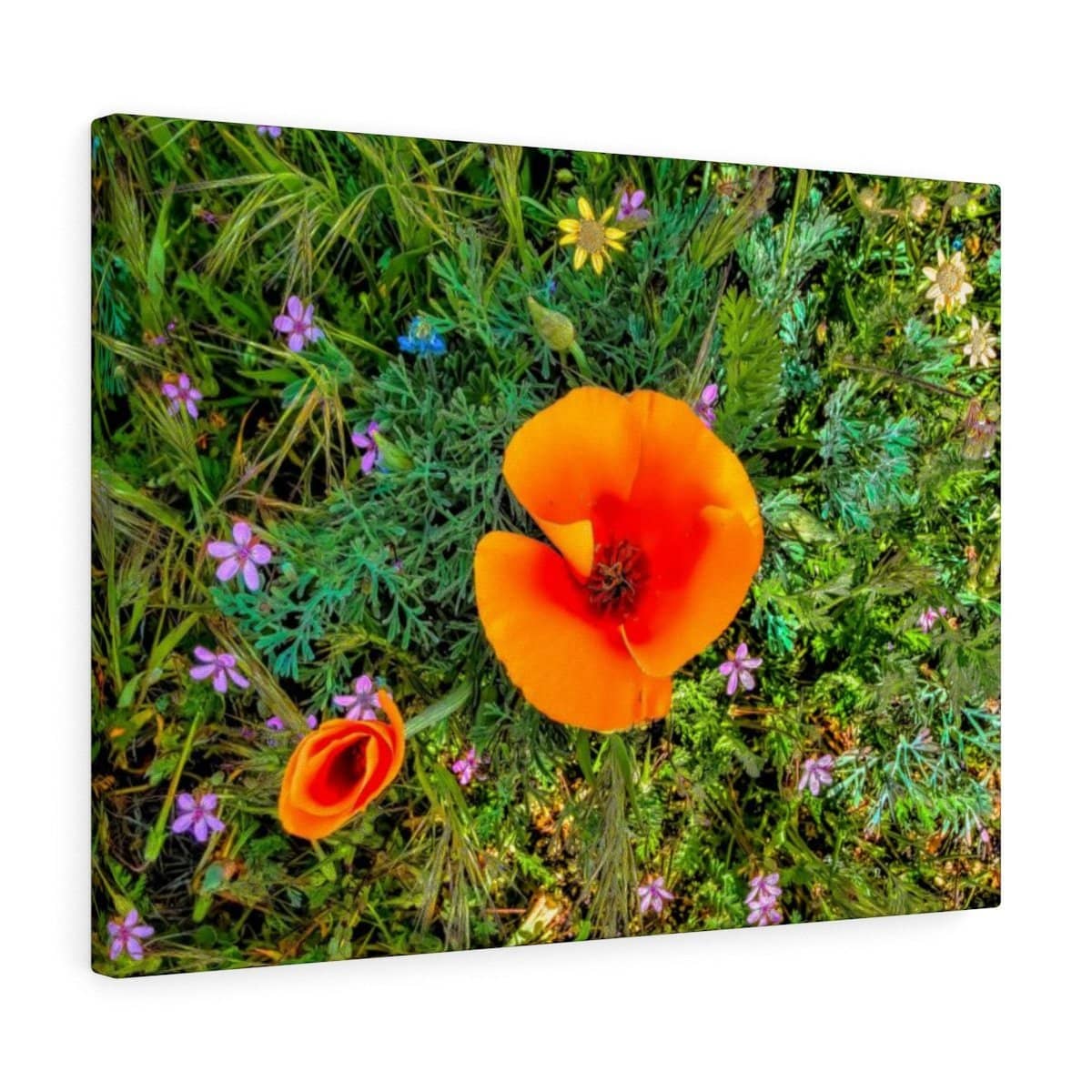 Canvas Gallery Wraps &quot;Two Poppies&quot; (3256910217316)