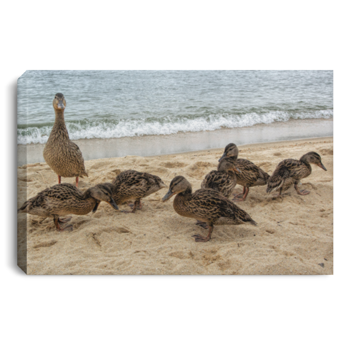 Canvas Print Goose and Goslings White / 12 x 8 Canvas Print (2165095432292)