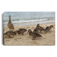 Canvas Print Goose and Goslings White / 12 x 8 Canvas Print (2165095432292)