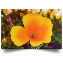 Satin Poster Golden Poppy White / 18 x 12 Poster (2537660842084)