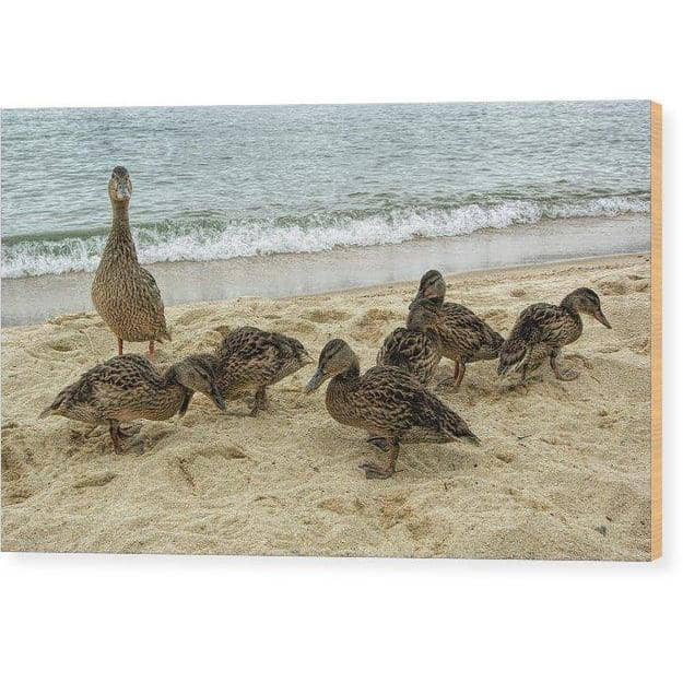 Wood Print Goose And Goslings 12.000 x 7.250 Wood Print (2163916472420)