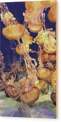 Sea Nettle Jellyfish