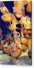 Sea Nettle Jellyfish