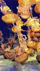 Sea Nettle Jellyfish