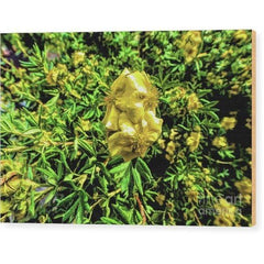 Wood Print Yellow Flower 10.000 x 6.625 Wood Print (2490652754020)