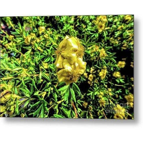 Metal Print Yellow Flower 10.000 x 6.625 Metal Print (2490651377764)