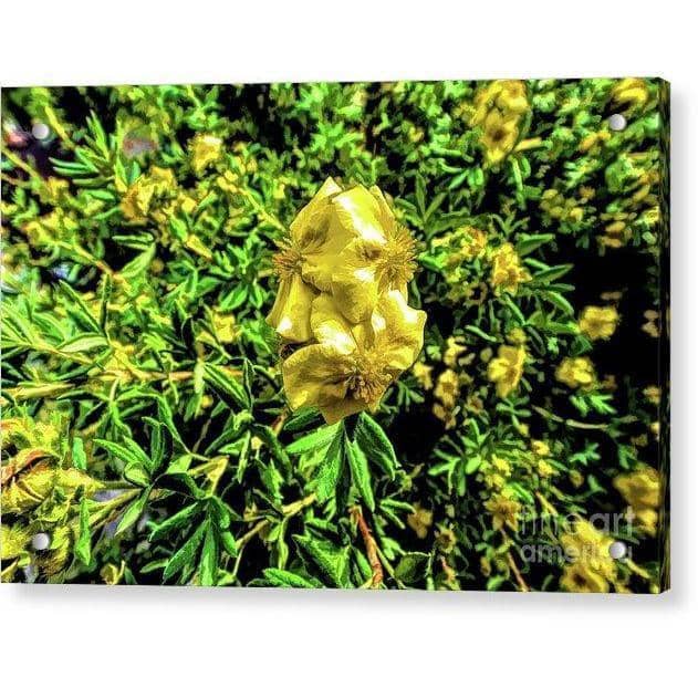 Acrylic Print Yellow Flower Acrylic Print (2490652393572)